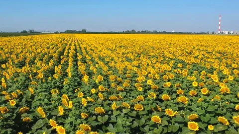 Sunflowers field Stock Footage 105181427