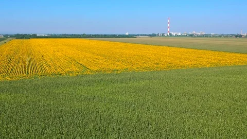 Sunflowers field Stock Footage 105182097