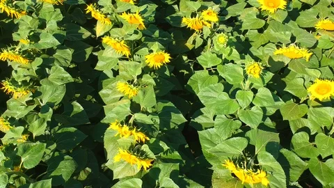 Sunflowers field Stock Footage 105183071