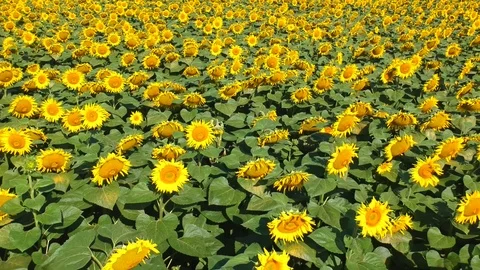 Sunflowers field Stock Footage 105183336