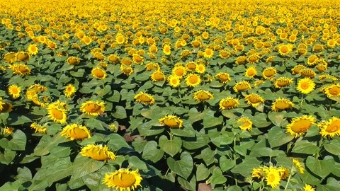Sunflowers field Stock Footage 105183343