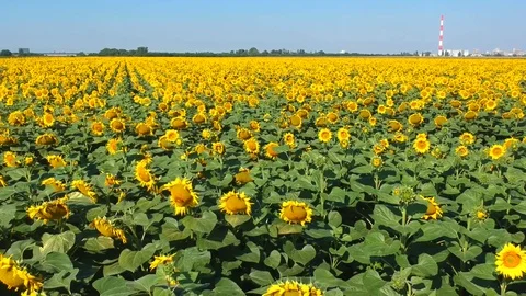 Sunflowers field Stock Footage 105183350