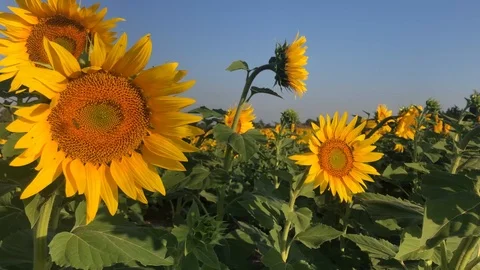 Sunflowers in field Stock Footage 112977533
