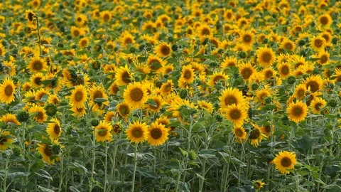 Sunflowers in a field 動画素材 114834043