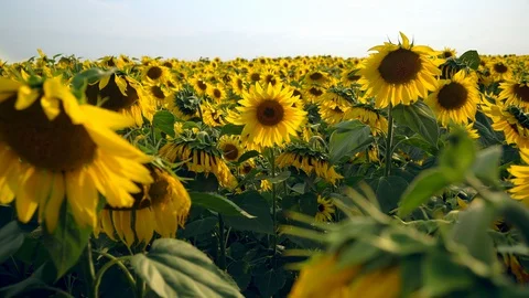 Sunflowers field Stock Footage 127842019