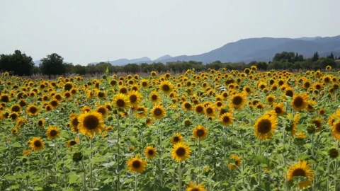 Sunflowers field Stock Footage 128252177