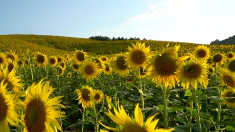 Sunflowers in the field Stock Footage 133647871