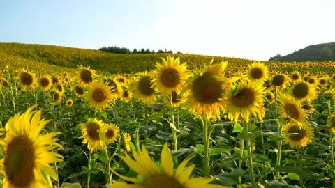 Sunflowers in the field Stock Footage 133648007