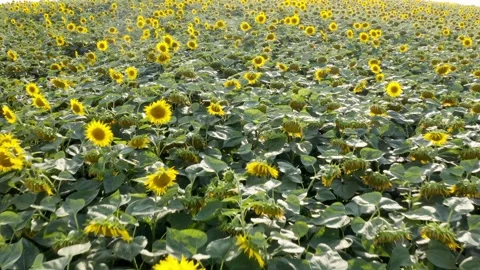 Sunflowers field Vídeo Stock 136355642