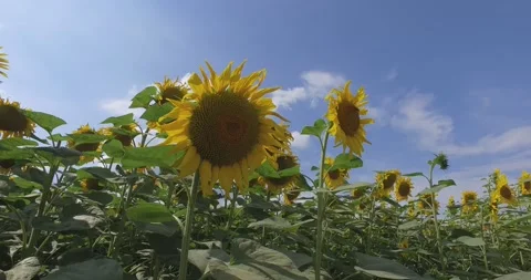 Sunflowers in the field Stock Footage 136966343