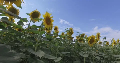 Sunflowers in the field Stock Footage 136966801