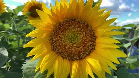Sunflowers in Field Stock Footage 230019478