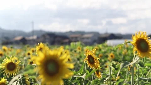 Sunflowers in field Stock Footage 246569147