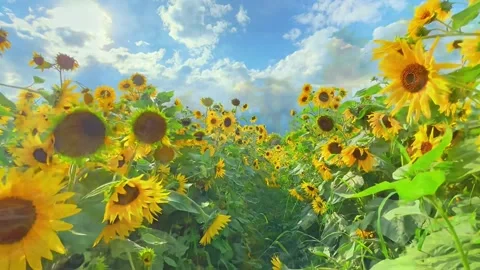 Sunflowers in the field Stock Footage 252435571