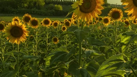 Sunflowers field Stock Footage 277256616