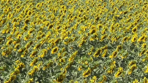 Sunflowers on field Stock Footage 329383652