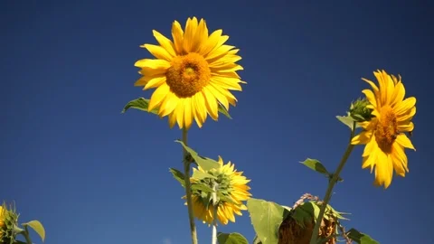 Sunflowers on a field in front of blue sky 2 Stock Footage 115637406