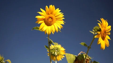 Sunflowers on a field in front of blue sky Stock Footage 115637698