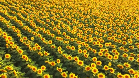 Sunflowers field in full bloom seen from above on a sunny summer day in a Stock Footage 345657239