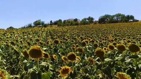 Sunflowers Field on a Hillside Under Clear Blue Sky in Summer Stock Footage 328677607
