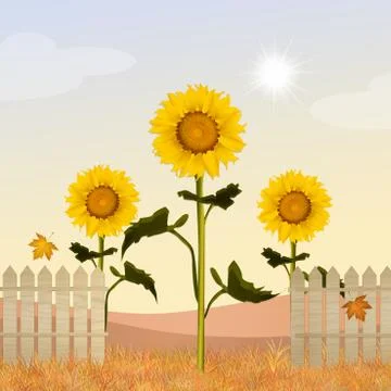 Sunflowers field Stock Illustration