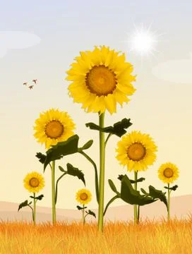 Sunflowers field Stock Illustration
