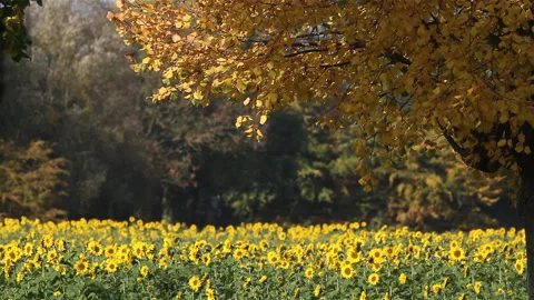 Sunflowers field :  large view with line of trees at fall Stock Footage 89789393