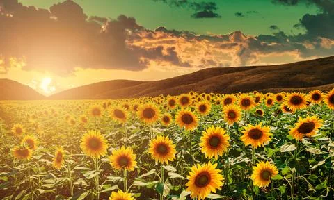 Sunflowers field in the light of the setting sun. Hot romantic summer sunset. Stock Photos