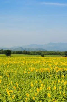 Sunflowers field on mountain background Stock Photos