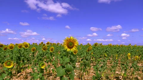 Sunflowers field panoramic view Stock Footage 168703388