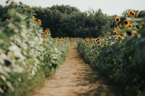 Sunflowers in the field with a path Foto stock