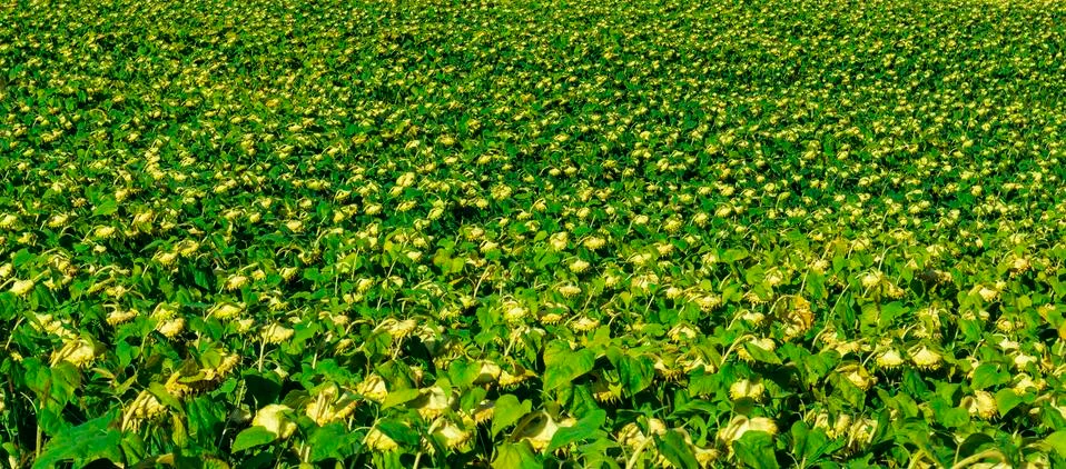 Sunflowers field perspective pattern Stock Photos
