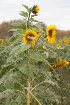 Sunflowers in Field Stock Photos