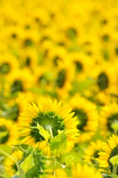 Sunflowers field Stock Photos
