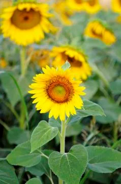 Sunflowers in a field Stock Photos