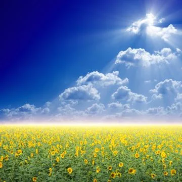 Sunflowers field Stock Photos