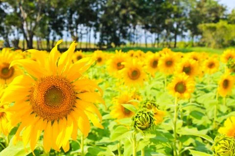 Sunflowers in the field. Stock Photos
