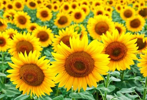 Sunflowers on a field Stock Photos