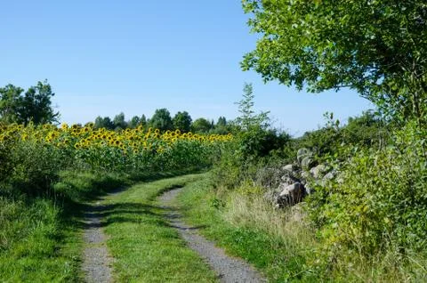 Sunflowers field Stock Photos