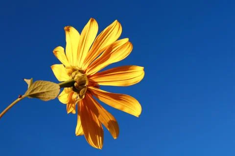 Sunflowers in the field Foto stock