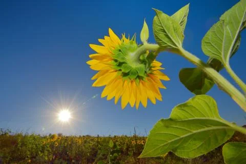 Sunflowers field Stock Photos