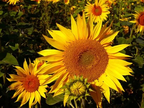 Sunflowers in field Stock Photos