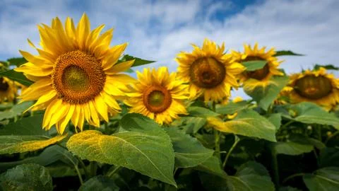 Sunflowers field Stock Photos