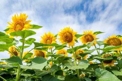 Sunflowers field Stock Photos