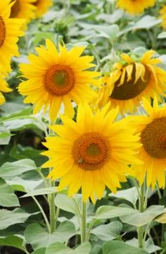 Sunflowers field Stock Photos
