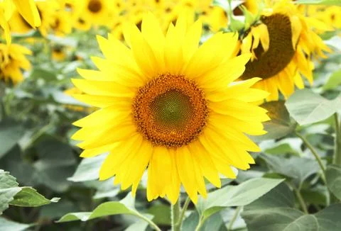 Sunflowers field Stock Photos