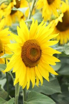 Sunflowers field Stock Photos