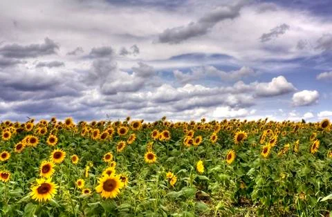 Sunflowers field Stock Photos