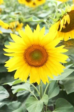 Sunflowers field Stock Photos