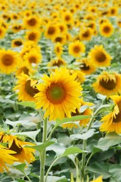 Sunflowers field Stock Photos